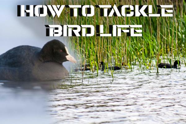 How to Deal With Bird Life Whilst Fishing