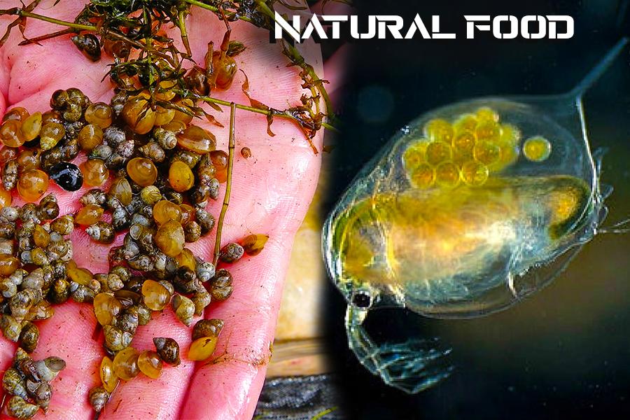 Natural Food - What Do Carp Eat What Isn't Bait