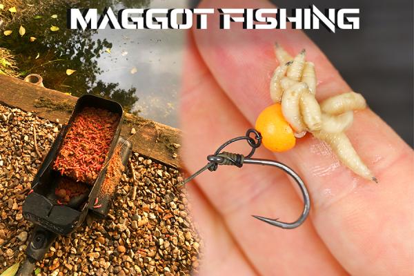 Maggot Fishing - How to Catch Carp with Maggots?