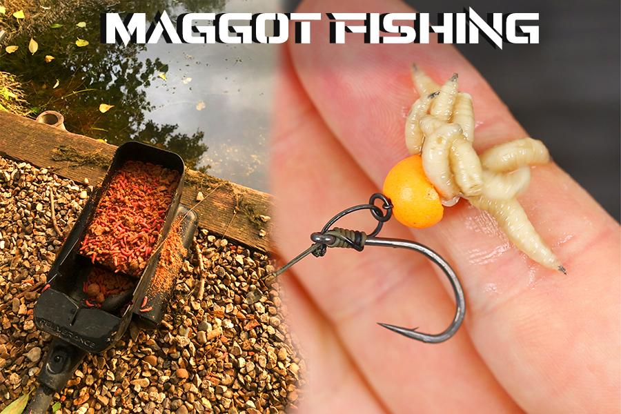 Maggot Fishing - How to Catch Carp with Maggots?