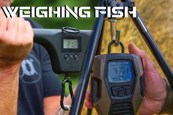 Weighing Fish - How to Weigh Fish Accurately